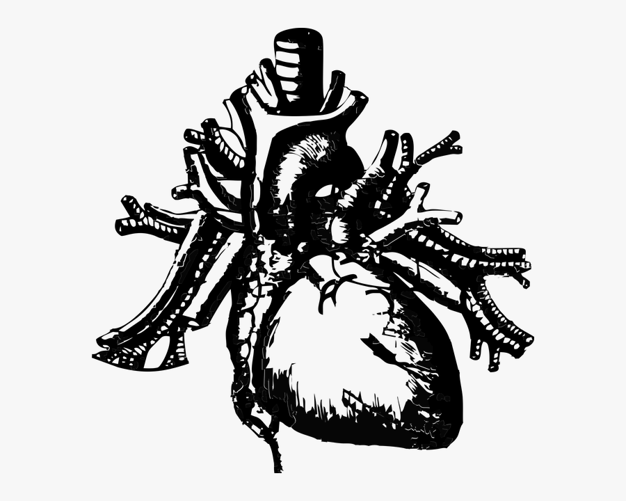 Image Of An Anatomical Heart - Real Heart Transparent Background, Transparent Clipart