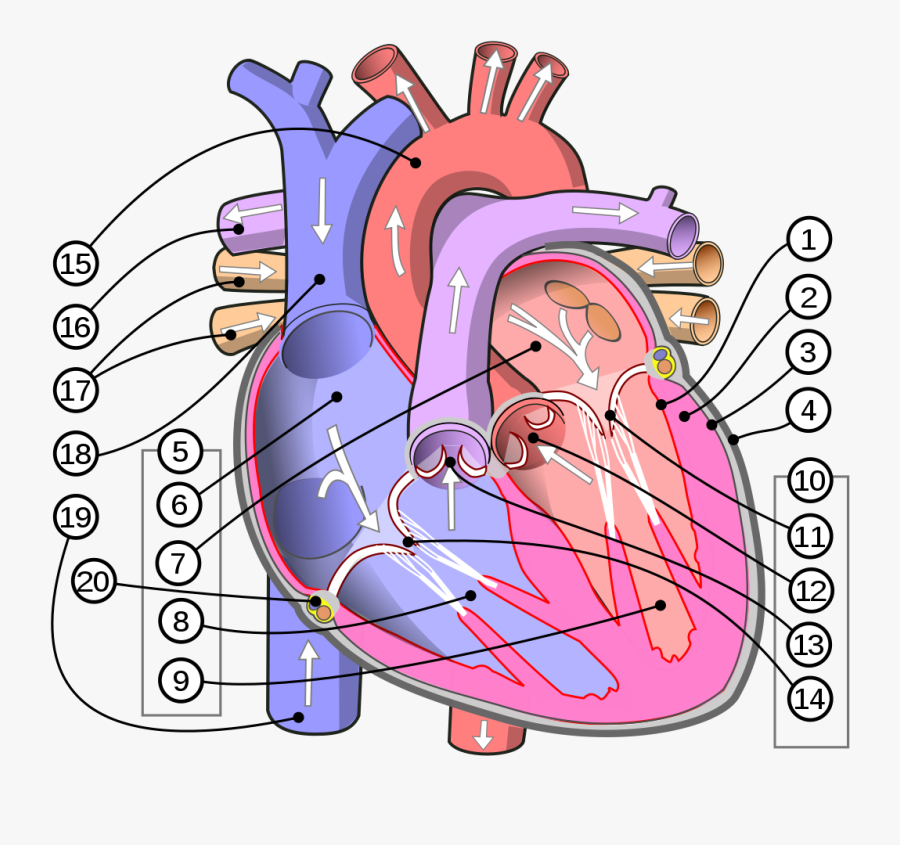 Heart Of Human Body, Transparent Clipart