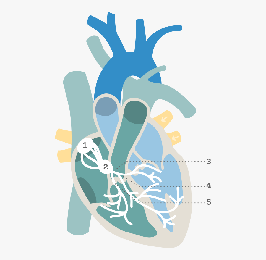 Heart Nodes - Illustration, Transparent Clipart