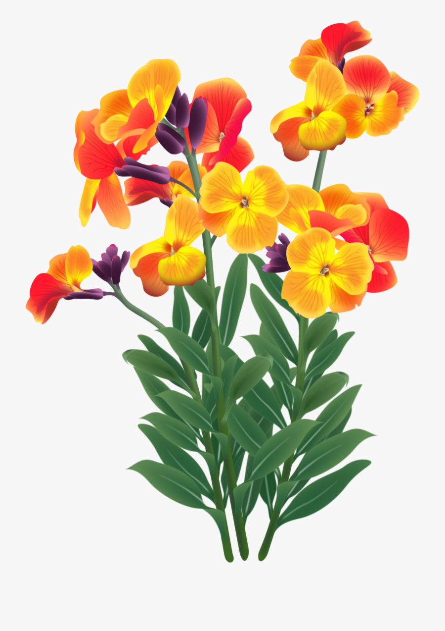 Wallflower, Transparent Clipart