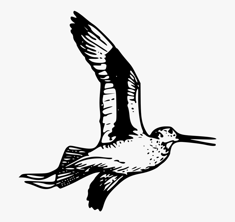 Willet Drawing, Transparent Clipart