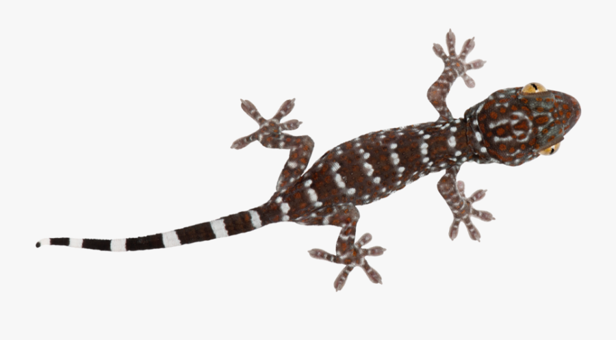 Lizard Gecko Reptile Freetoedit - Turkish Gecko, Transparent Clipart