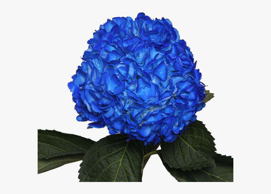 Clip Art Jetty Gallery Tinted - Dark Blue Flowers Transparent, Transparent Clipart