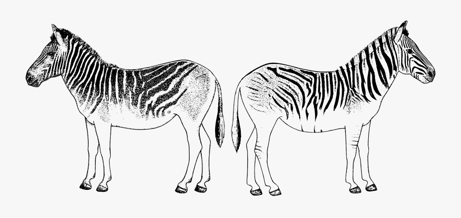 Zebras Back To Back Clip Arts - Zebra, Transparent Clipart