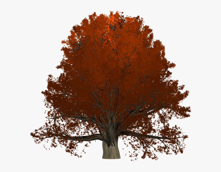 Transparent Oak Tree Png - Oak, Transparent Clipart