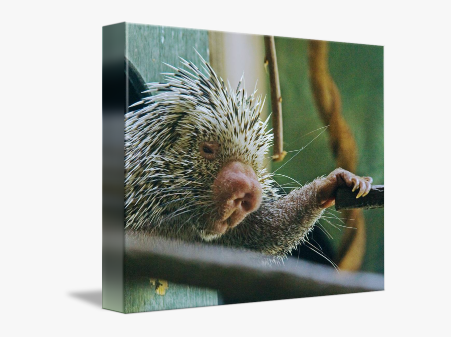 Clip Art By Buffaloworks Photography - New World Porcupine, Transparent Clipart