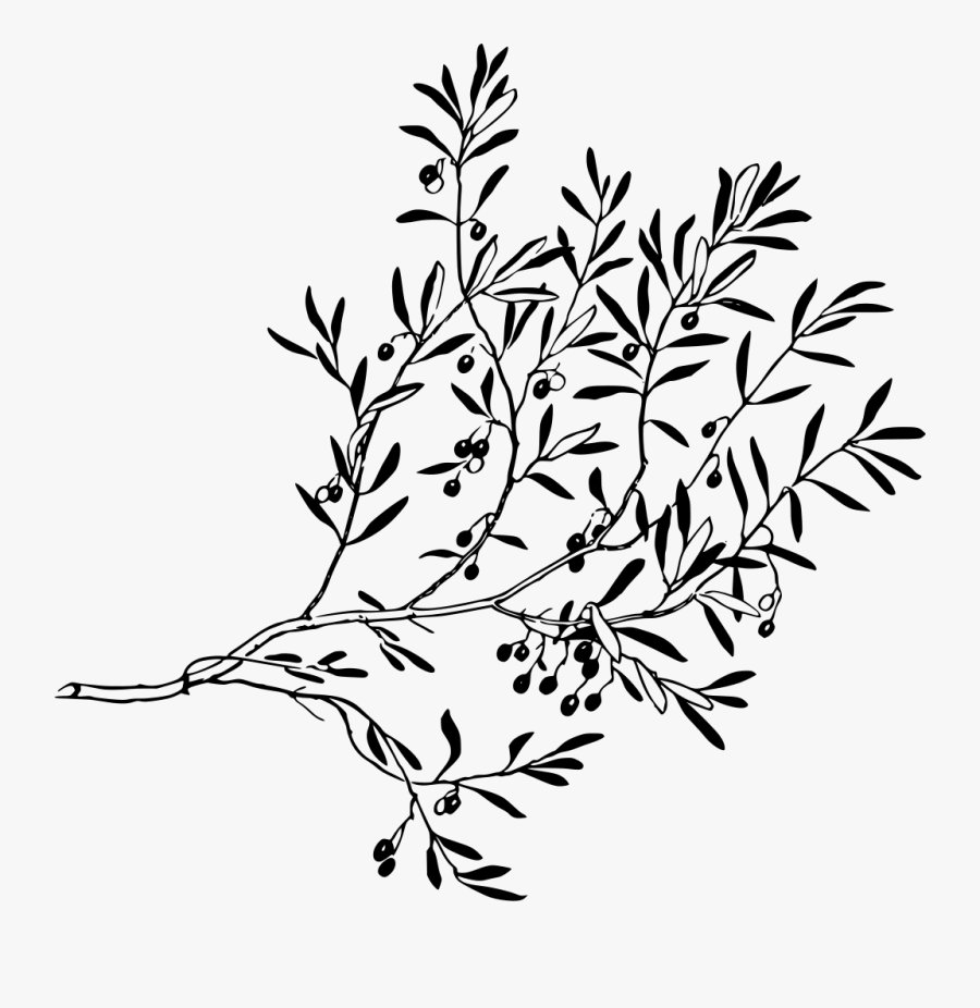 Olive Tree Branch Hd, Transparent Clipart