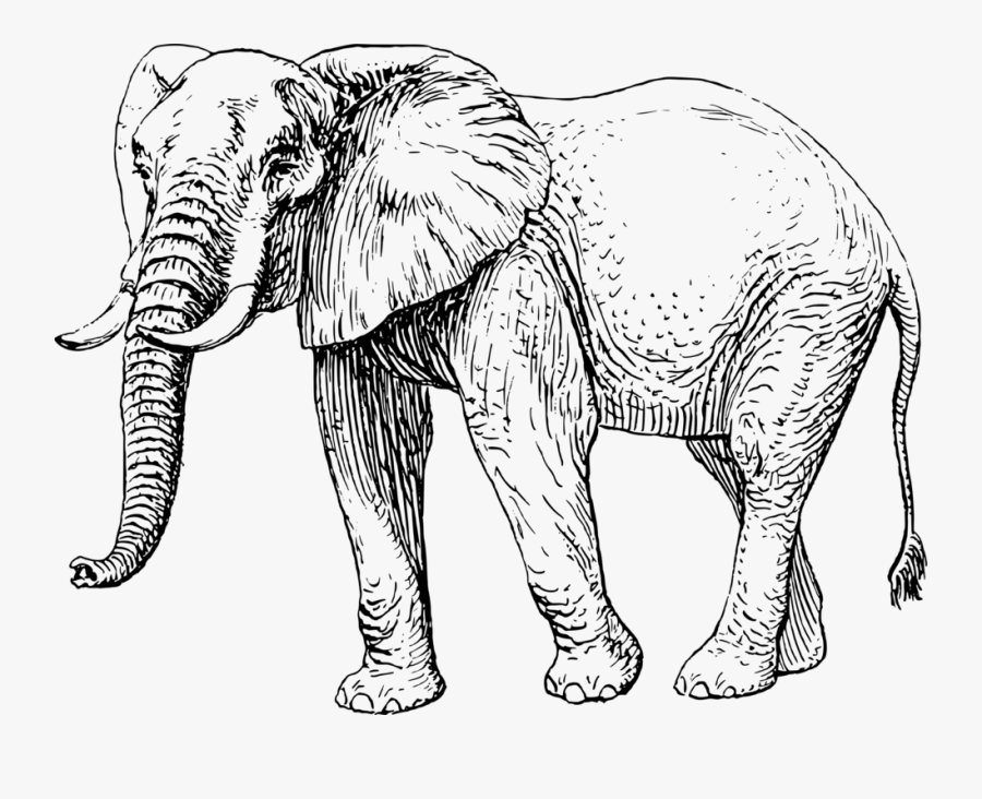 Transparent African Animals Clipart Black And White Elephant