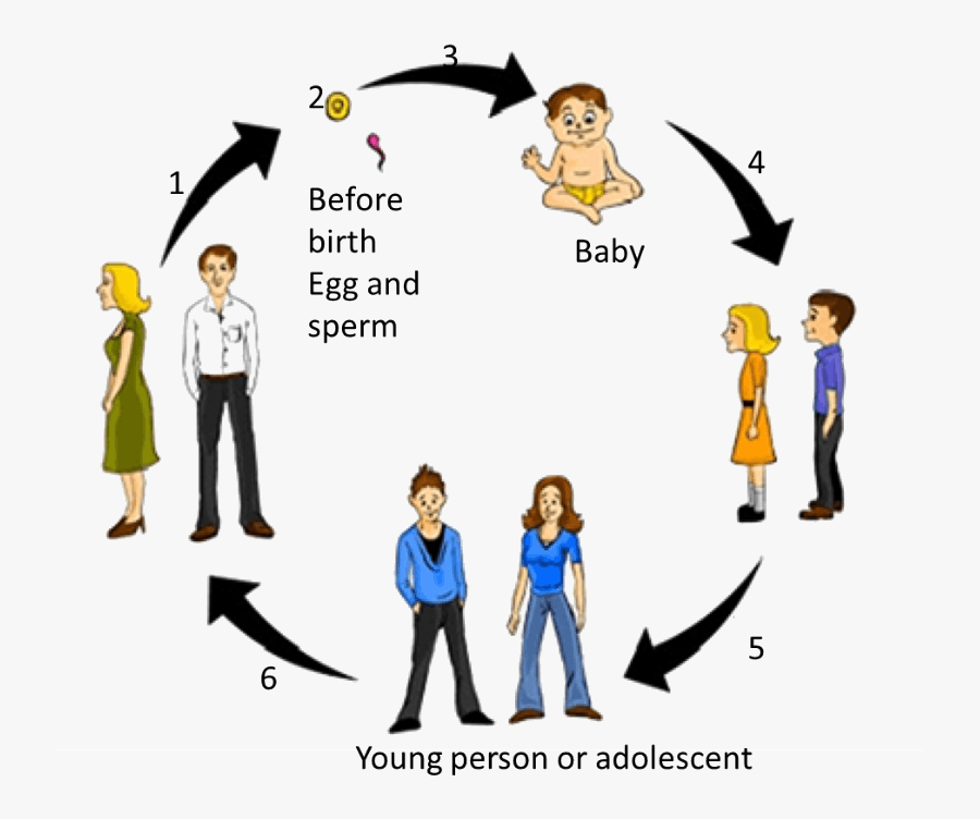 This Diagram Shows Cycle Of Adolescence - Human Life Cycle Drawing, Transparent Clipart