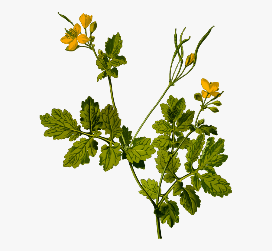 Clip Art Pics Of Herbal Plants - Greater Celandine Plant, Transparent Clipart