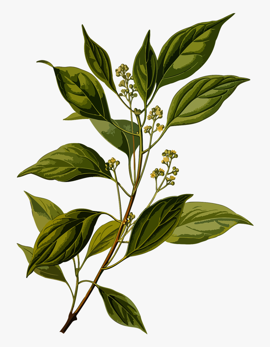 Camphor Tree - Cinnamomum Camphora Ct Linalool, Transparent Clipart