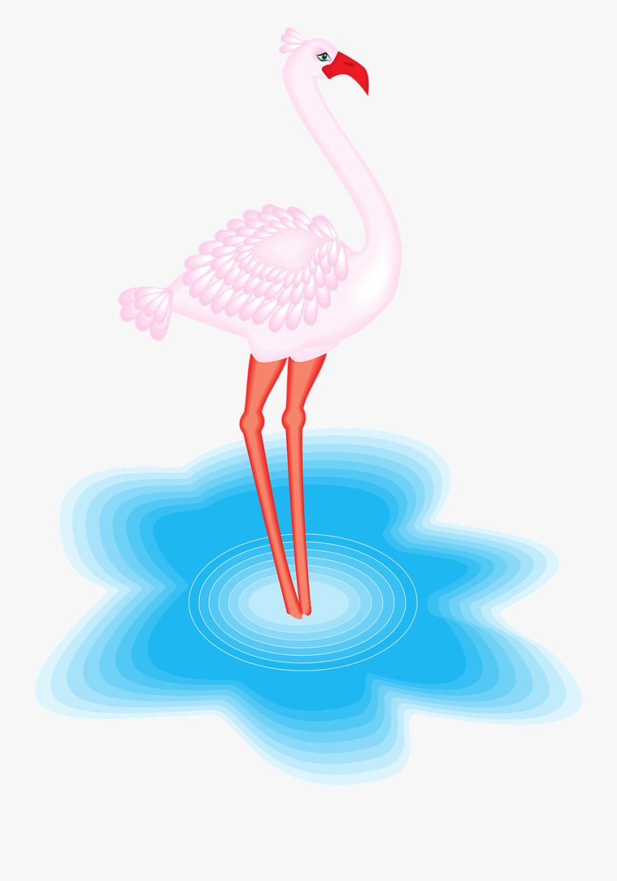 Flamingo Bird Water Free Picture - Animales Con Plumas En El Agua, Transparent Clipart