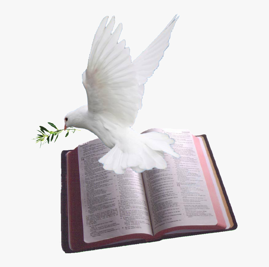 Holy Spirit Dove Png - Burung Merpati Dan Alkitab, Transparent Clipart