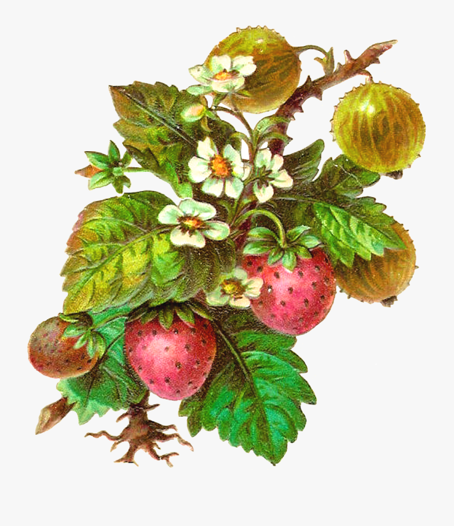 Drawing Strawberry Branch, Transparent Clipart