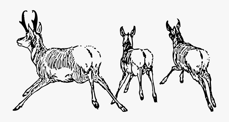 Antelope Going Away - Transparent Animals Running Away, Transparent Clipart