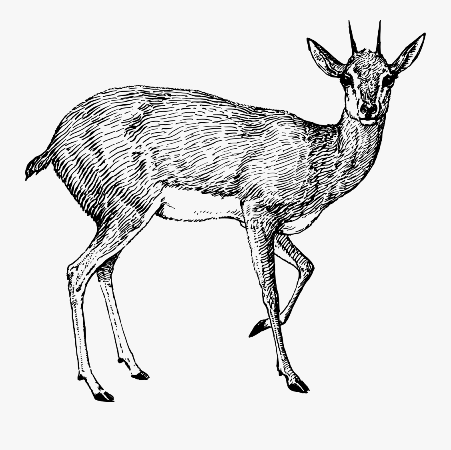 Steenbok - Pronghorn Antelope Drawing Png, Transparent Clipart