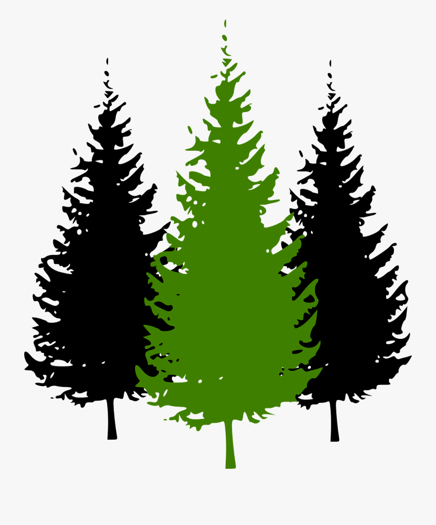 Cartoon Pine Tree - Transparent Pine Trees Clipart, Transparent Clipart