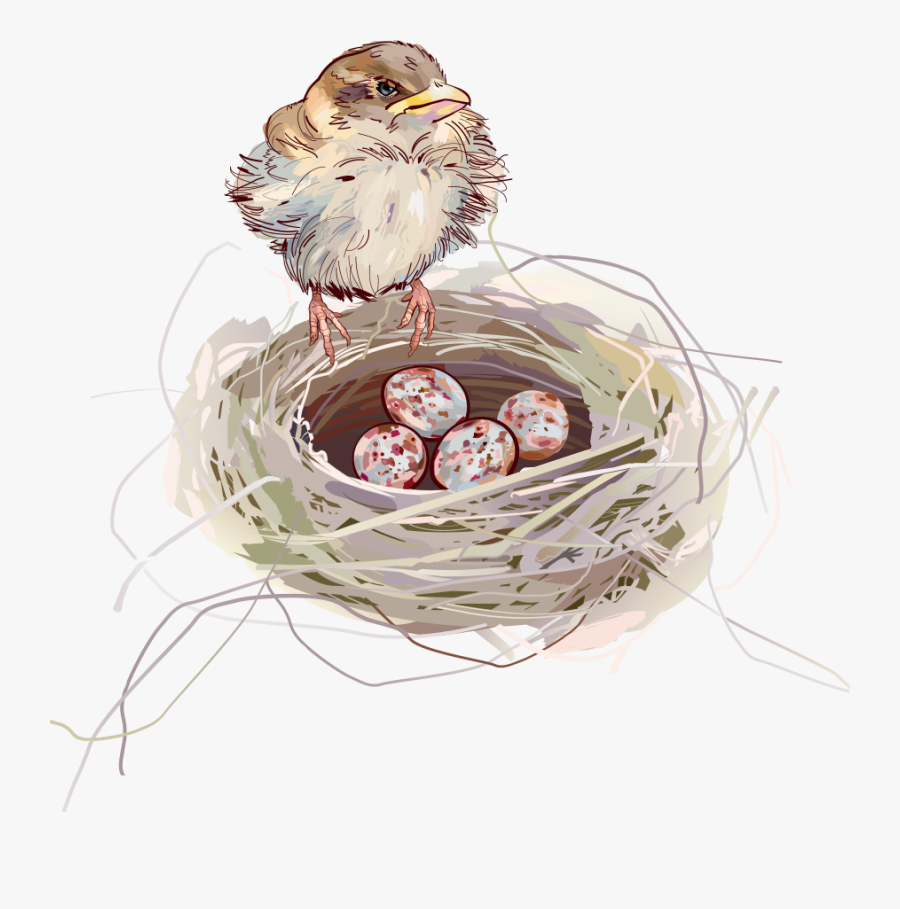 Nest Png Background - Birds In Nest Vector, Transparent Clipart