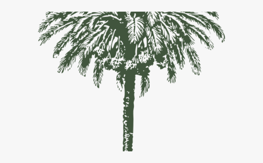 Date Palm Clipart Arabian - Date Palm Tree Diameter, Transparent Clipart