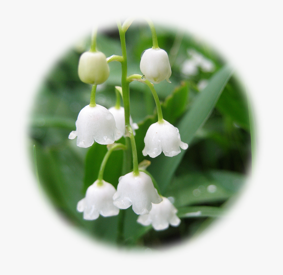 Muguet Transparent, Transparent Clipart