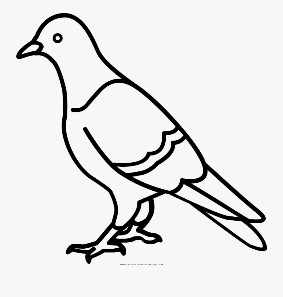 Pigeon Coloring Page - Imagem De Um Pombo Para Colorir, Transparent Clipart