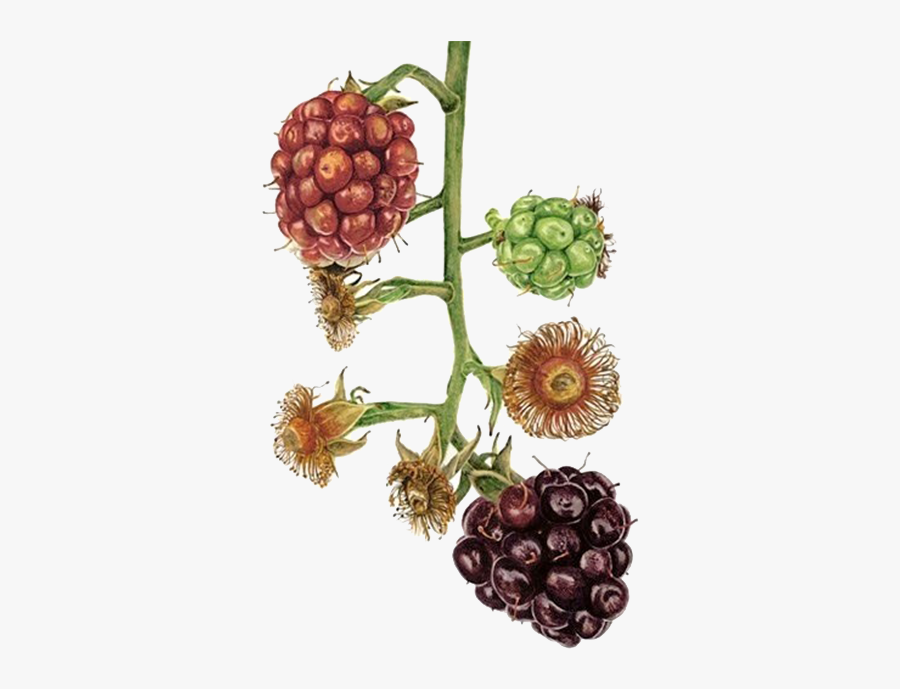 Clip Art Blackberry Botanical Illustration - Blackberry, Transparent Clipart