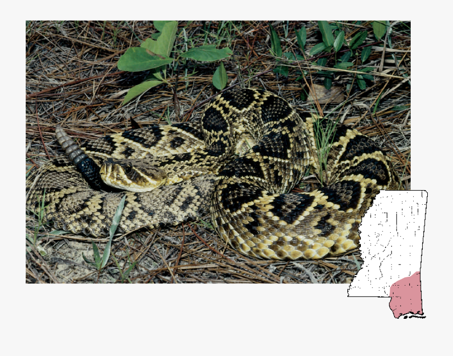 Clip Art Eastern Fox Snake - Timber Rattlesnake Snakes Mississippi, Transparent Clipart