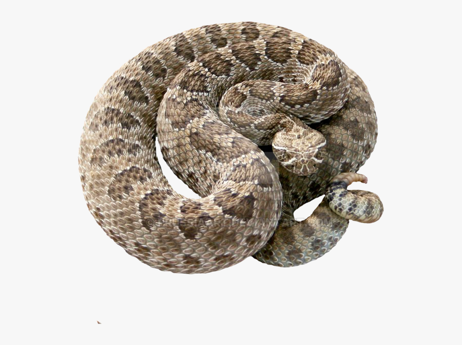 Transparent Rattle Snake Clipart - Serpiente Cascabel Png, Transparent Clipart