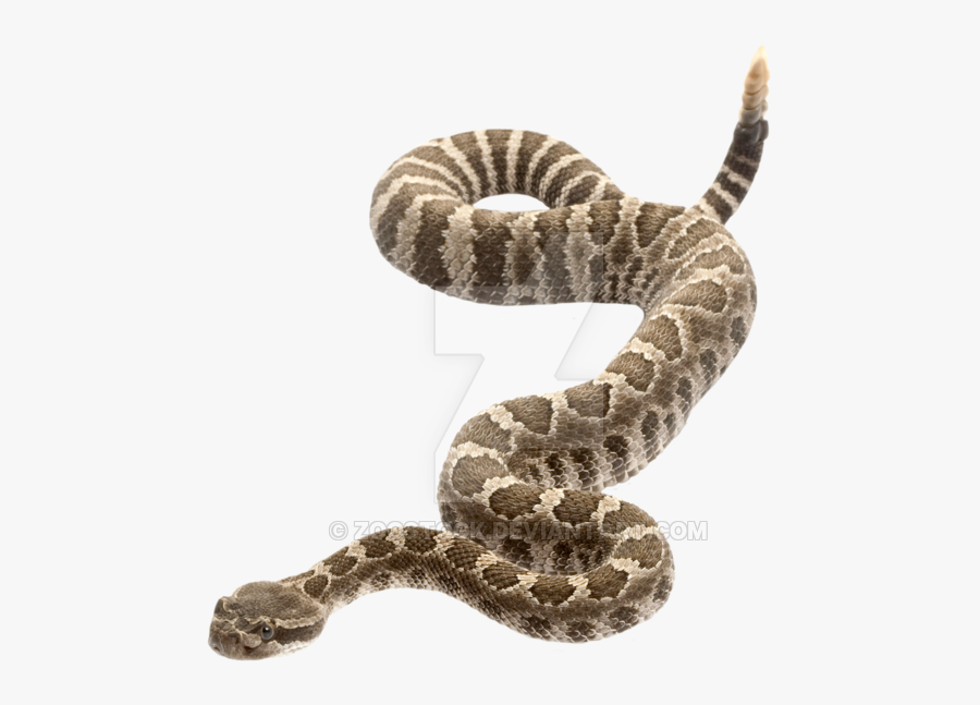 Rattlesnake - Rattlesnake Tail No Background, Transparent Clipart