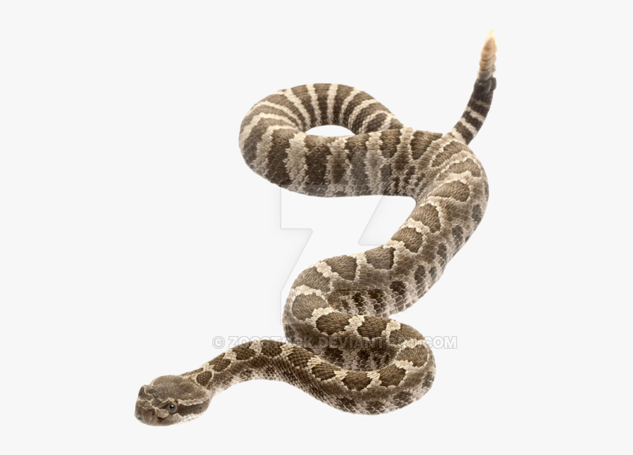 Rattlesnake - Rattlesnake Tail No Background , Free Transparent Clipart ...