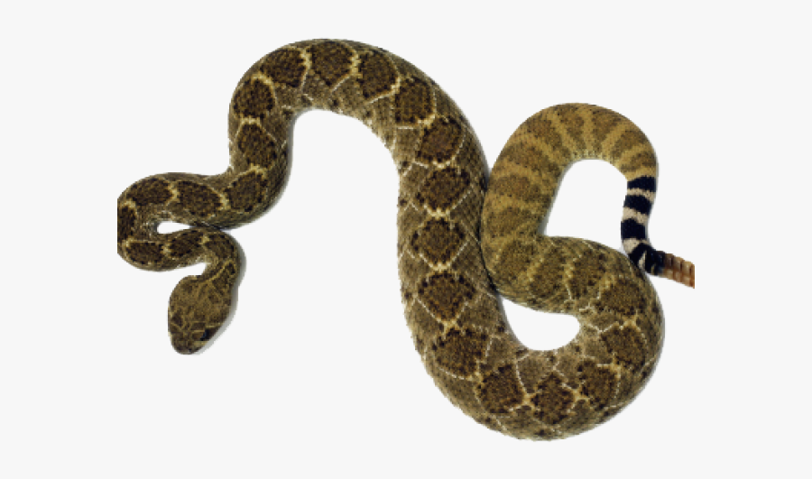 Rattlesnake Png Transparent Images - Rattlesnake Clipart Png Transparent Background, Transparent Clipart