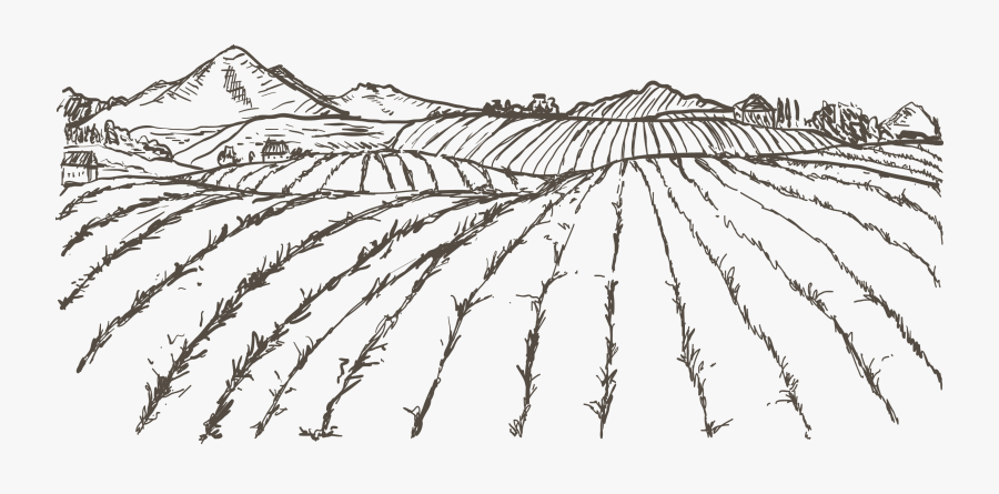 Transparent Rice Plant Clipart - Field Sketch Png, Transparent Clipart