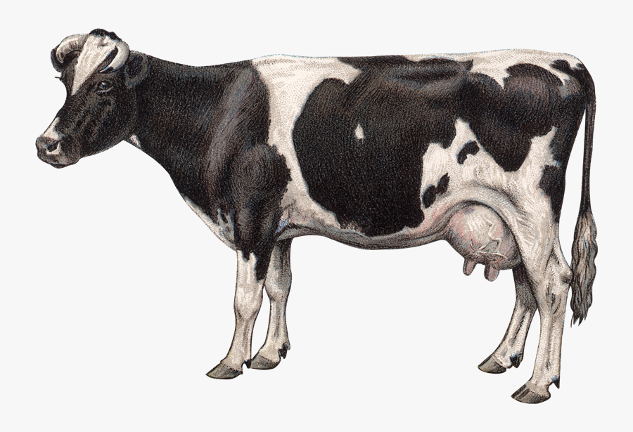 Jersey Cattle Goat Milk Dairy Cattle Clip Art, Transparent Clipart