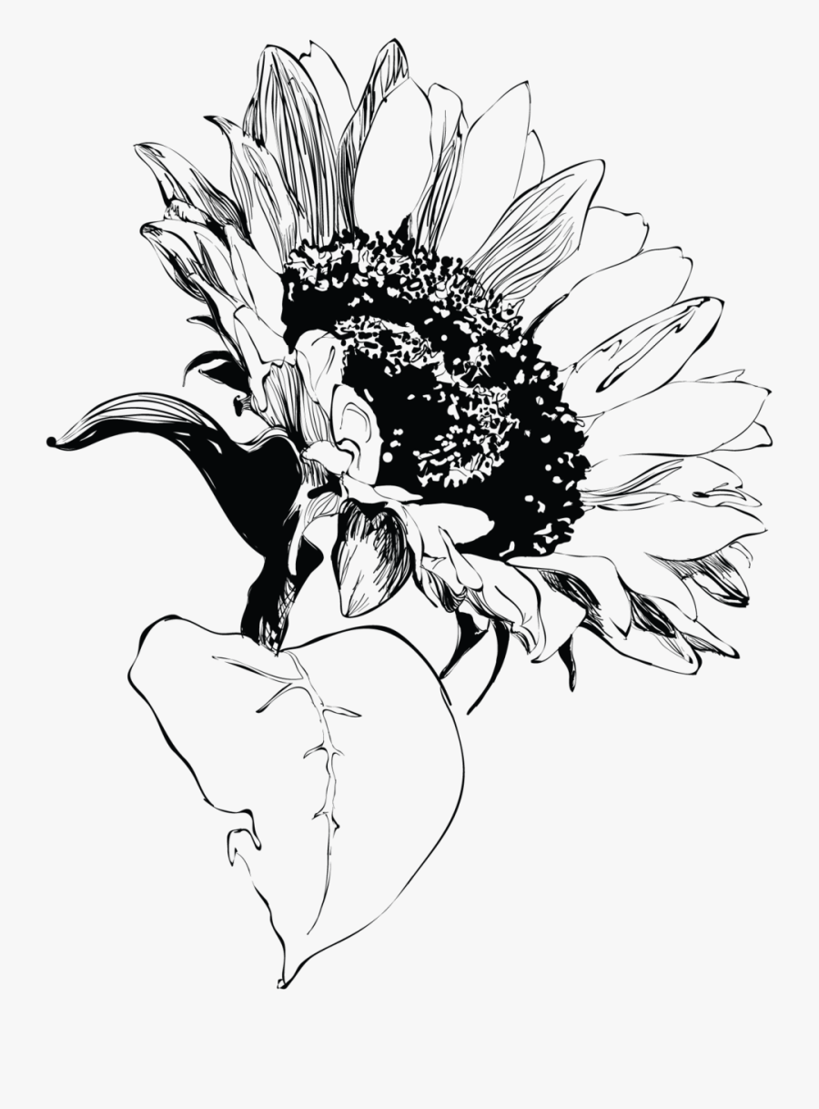 Transparent Sunflower Clipart Black And White, Transparent Clipart