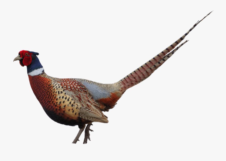 Pheasant Clip Art - Ring Necked Pheasant Png, Transparent Clipart