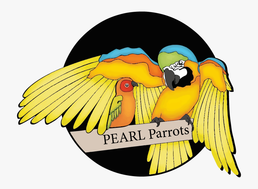 Pearl Parrots, Transparent Clipart