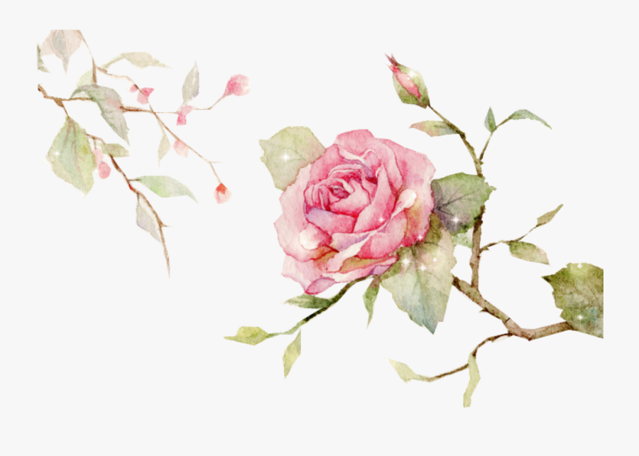 #edits #flowers #rose #vine #nature #art #stickers - Roses On Vine Transparent, Transparent Clipart