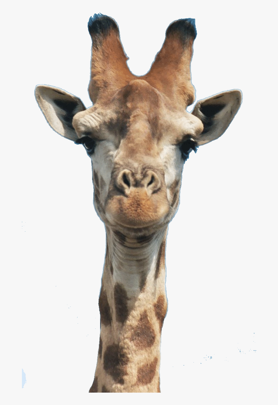 Giraffe Head, Transparent Clipart
