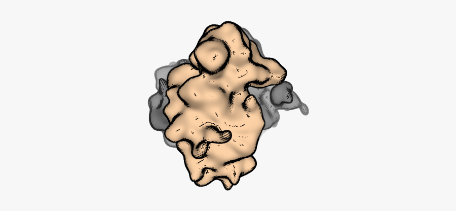 Yeast A Visual Guide To Evolution Of Protein Synthesis - Illustration, Transparent Clipart