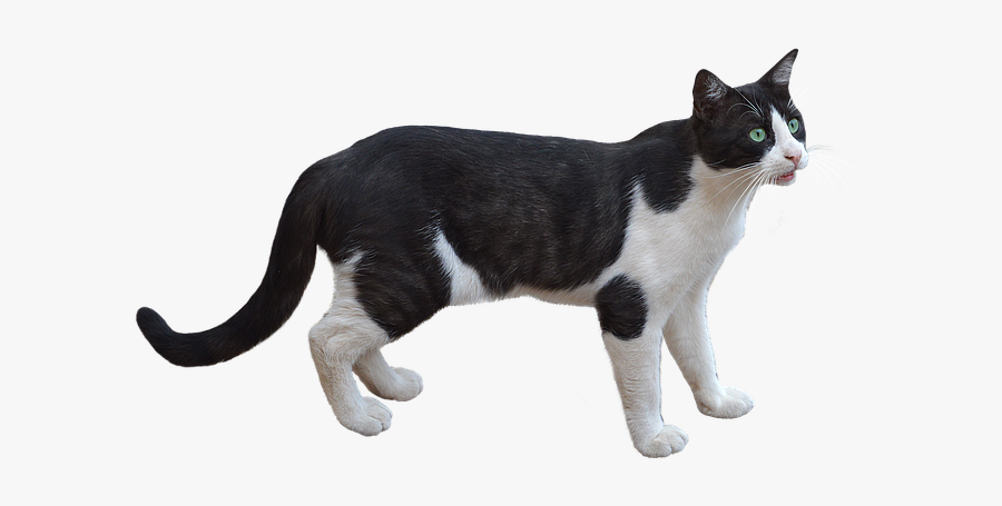 Png, Cat, Pet, Feline, Bottomless, White Color, Animal - Black And White Cat Png, Transparent Clipart