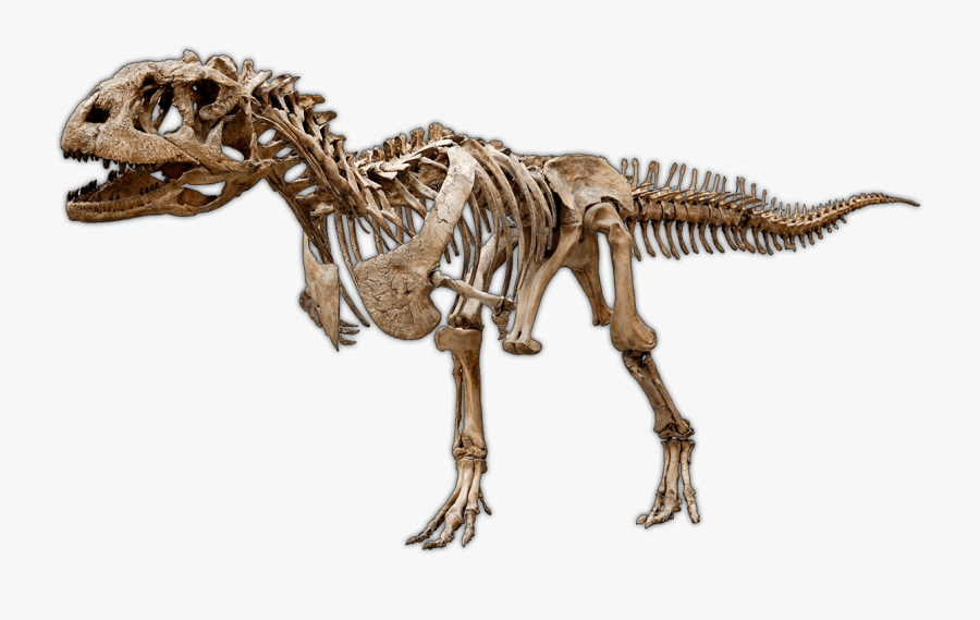 Dinosaur Excavation Kits & Experimental Paleontology - Majungasaurus Fossil, Transparent Clipart