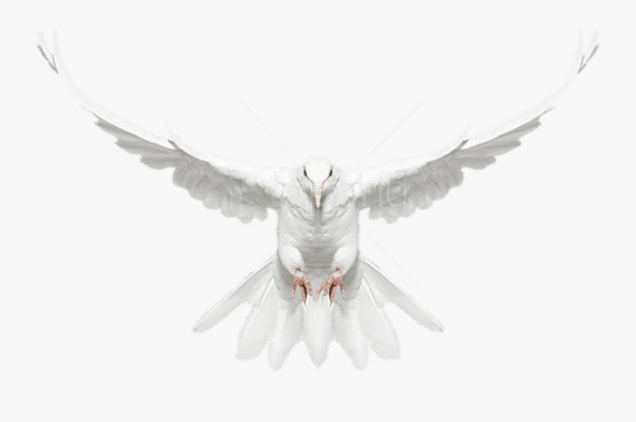 Dove Flying Png - White Dove Flying Png, Transparent Clipart