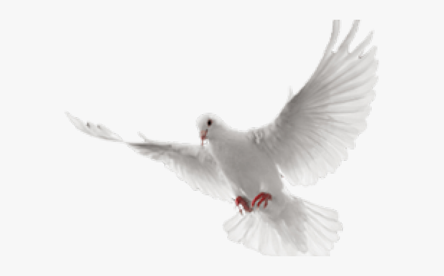 White Dove Clipart In Flight - White Flying Dove Png, Transparent Clipart