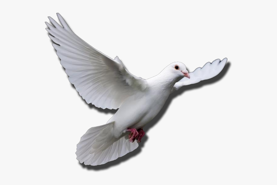 Transparent Clipart Doves For Funeral - Flying Dove Gif Transparent, Transparent Clipart