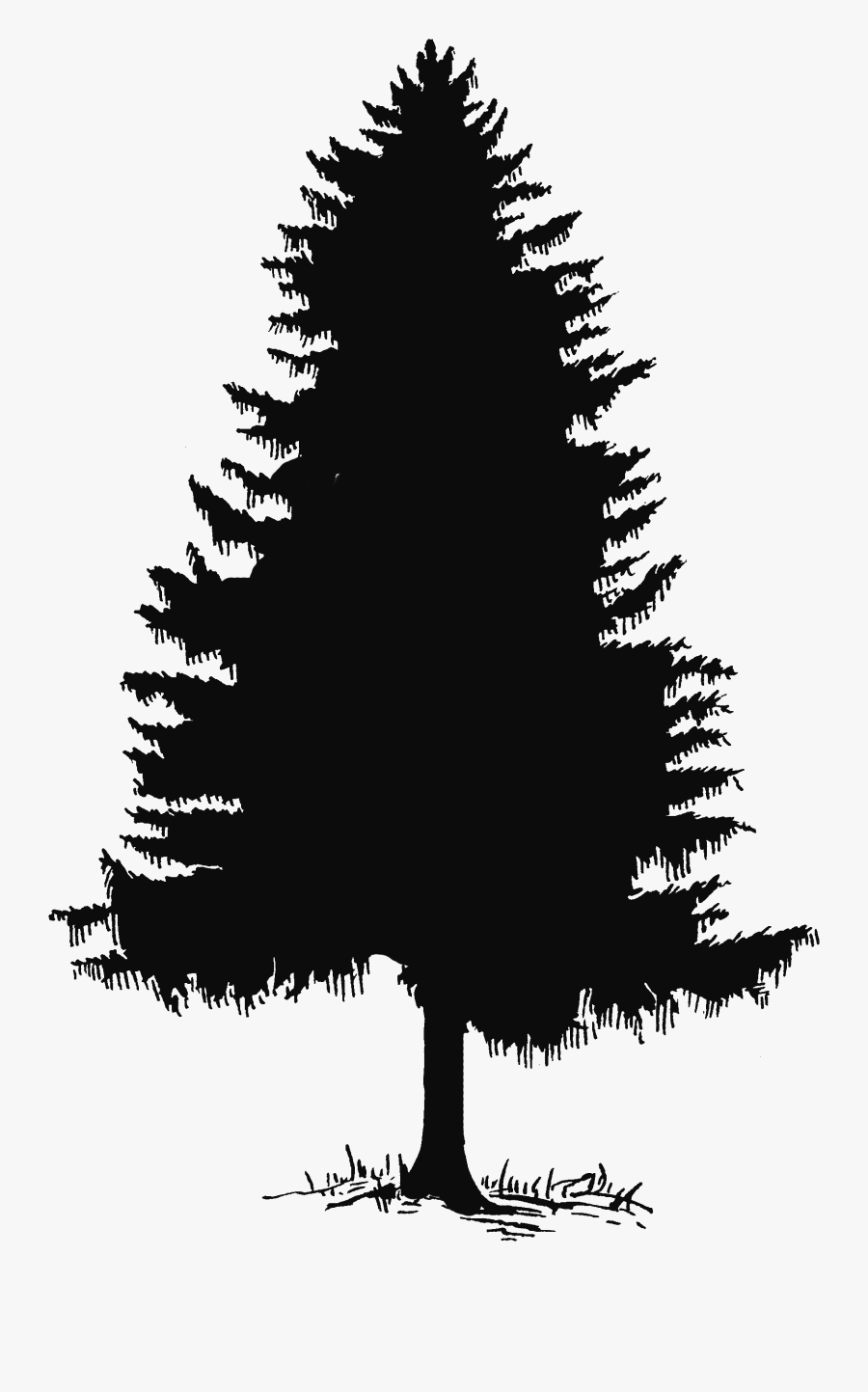 Cedar Tree Clipart Black And White, Transparent Clipart