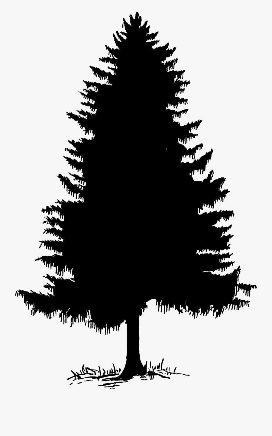 Pine Tree Outline Svg 