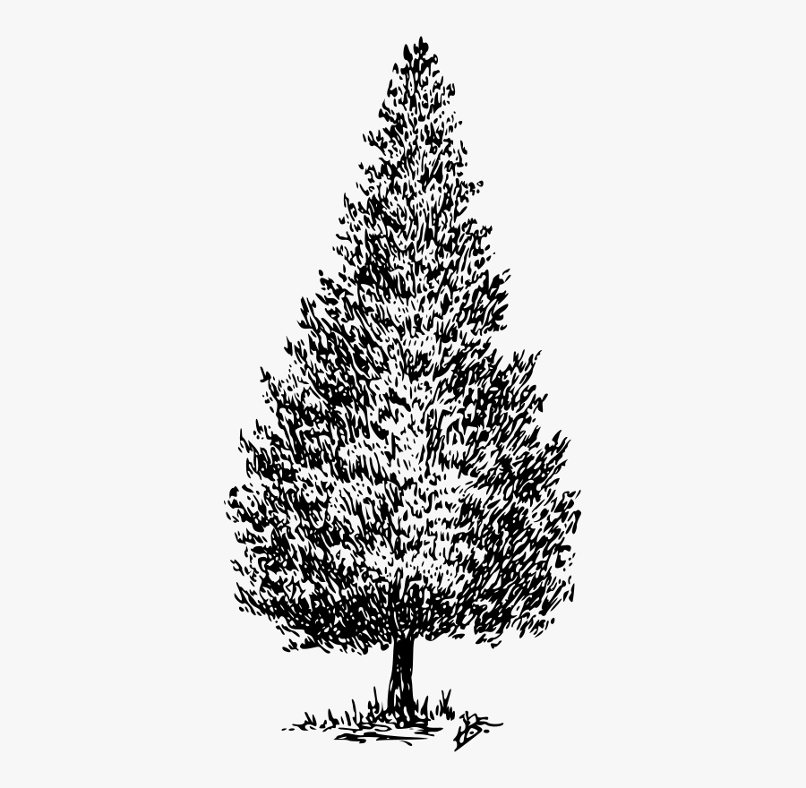 Cedar - Drawing Of Cedar Tree, Transparent Clipart