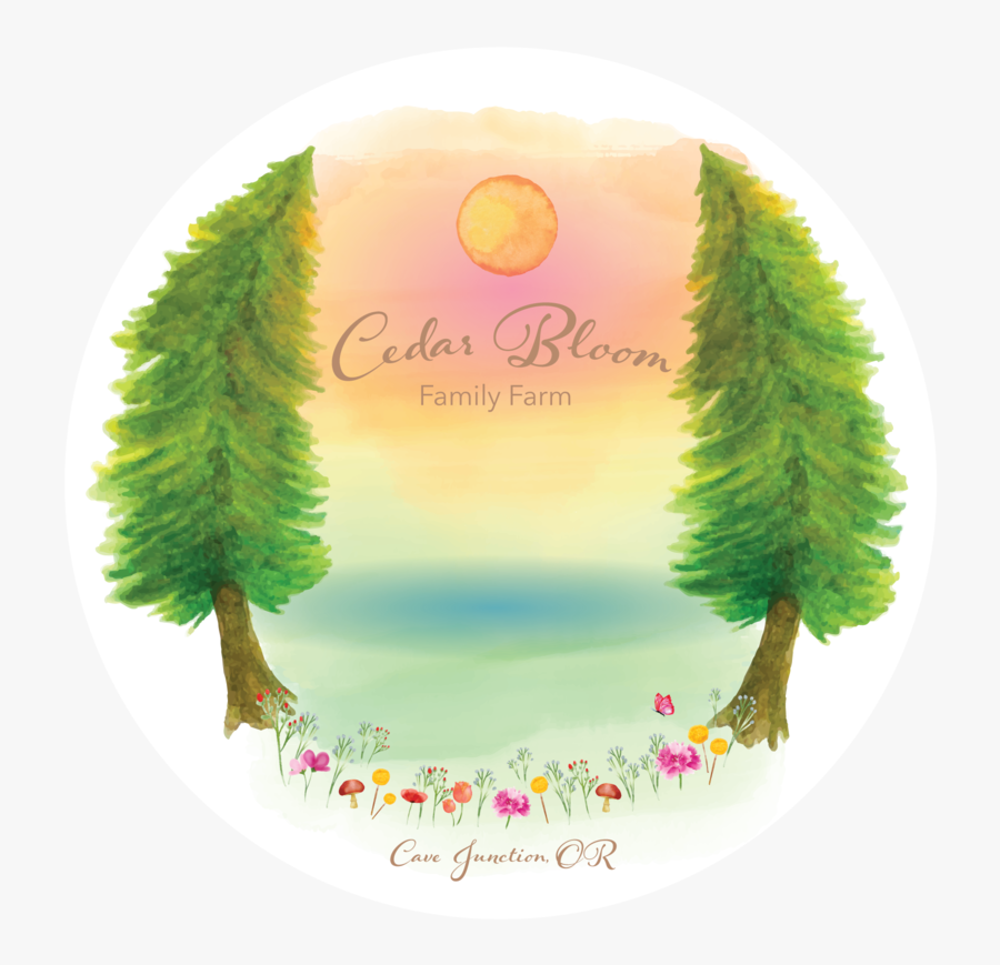 Cedar Bloom Logo Transparent Background - Colorado Spruce, Transparent Clipart