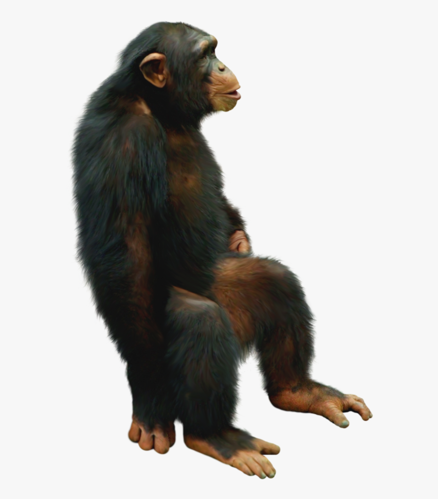 #chimp #chimpanzee #sitting #freetoedit - Chimp Png, Transparent Clipart