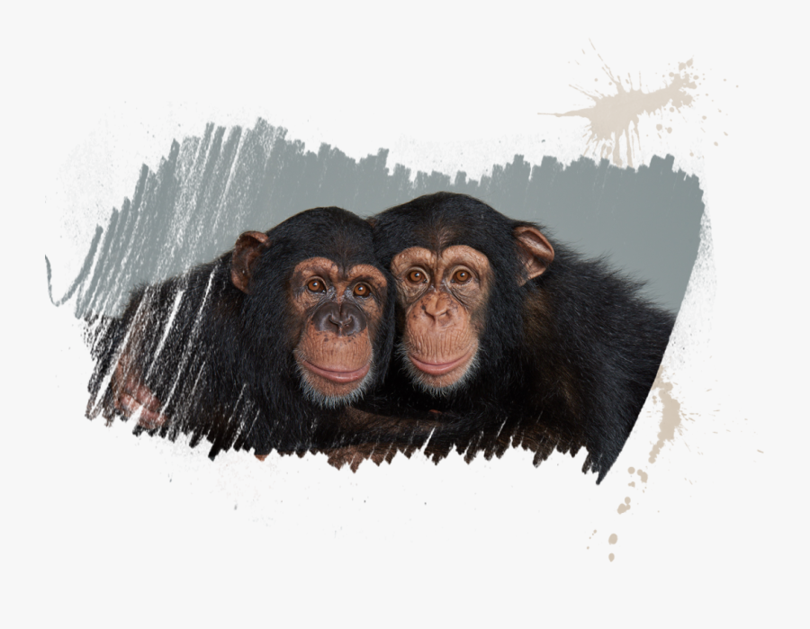 Clip Art Pictures Of Chimpanzee - Vali And Sugriva The Chimps, Transparent Clipart